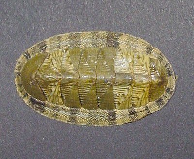 Chiton olivaceus