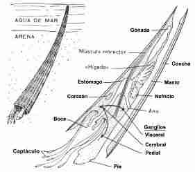 Estructura de un Escafópodo