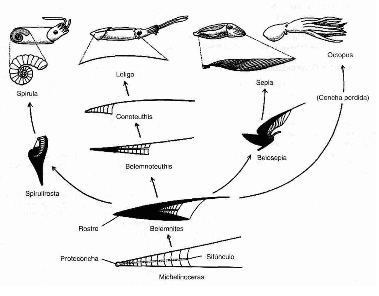 evolución de la concha de Coleoideos (Zoología de los Invertebrados/Barnes)