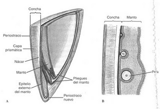 estructura interna de la concha