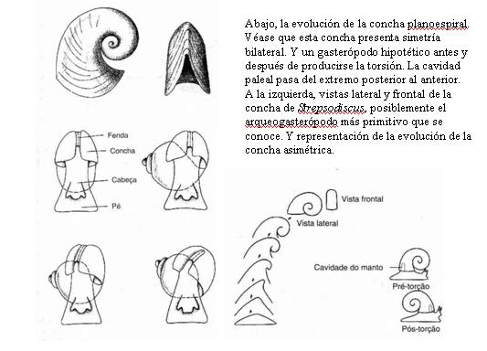 Evolución del enrollamiento (Zoología de los Invertebrados/Barnes)