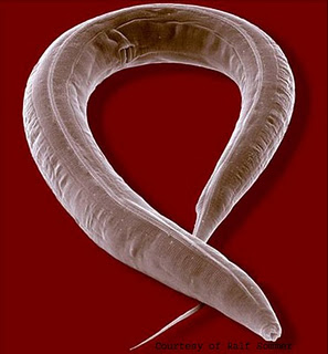 external image 4241_Devo_Caenorhabditis+elegans.jpg