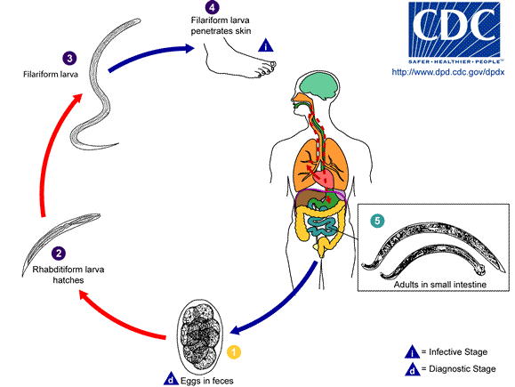 external image Hookworm_LifeCycle.gif