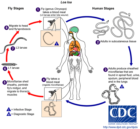 external image L_loa_LifeCycle.gif