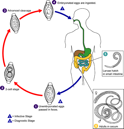 external image Trichuris_LifeCycle.gif