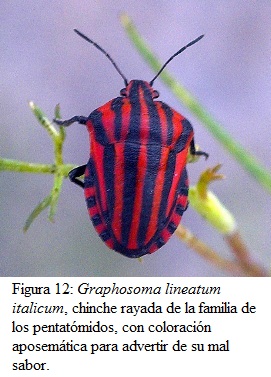 13.Graphosoma_lineatum_italicum_(1).jpg