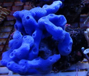 bluespongeSmall.jpg