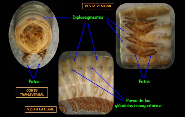 cortes_corporales.jpg