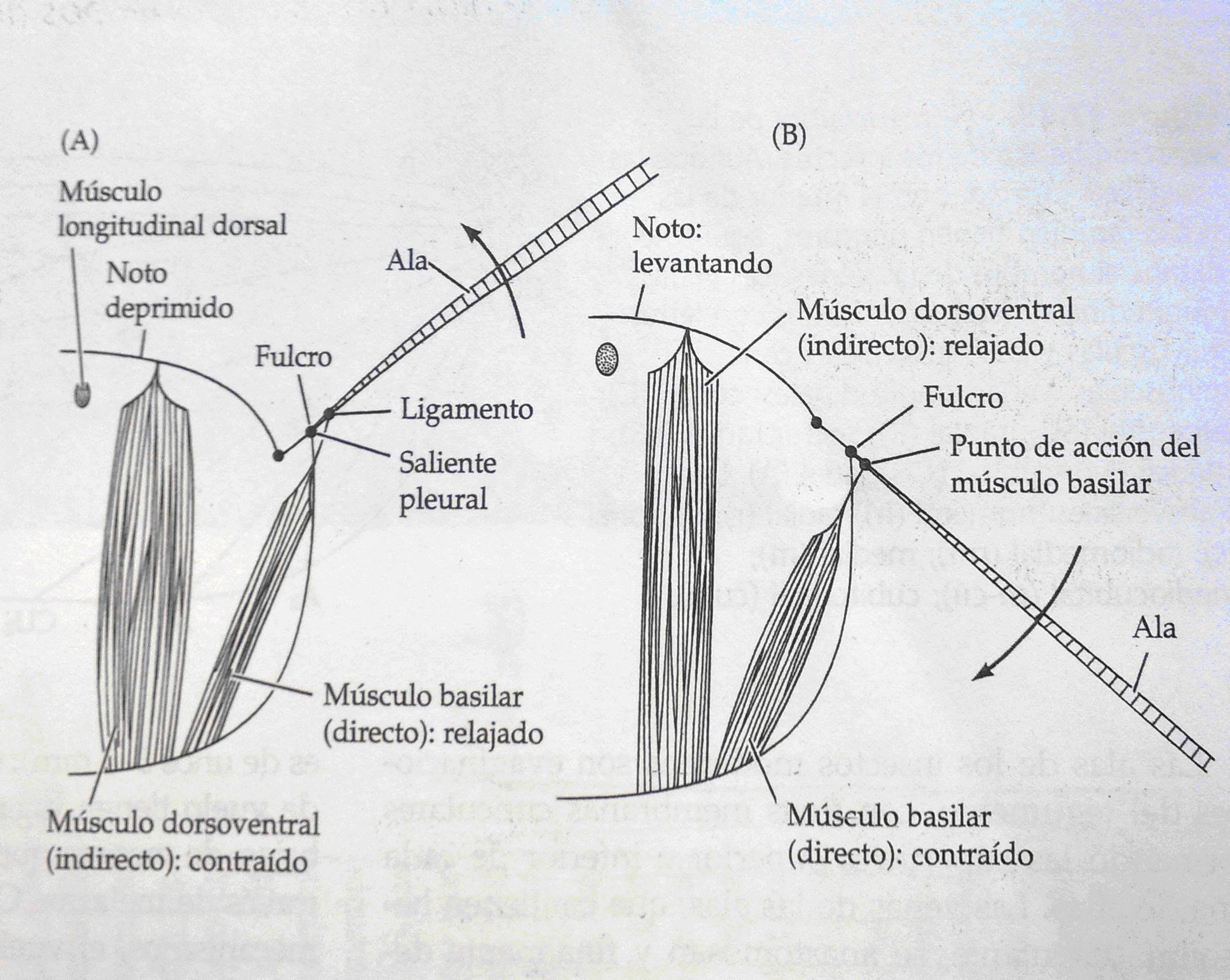 (Movimiento alar de insectos primitivos como libélulas. Ref: Invertebrados, Brusca