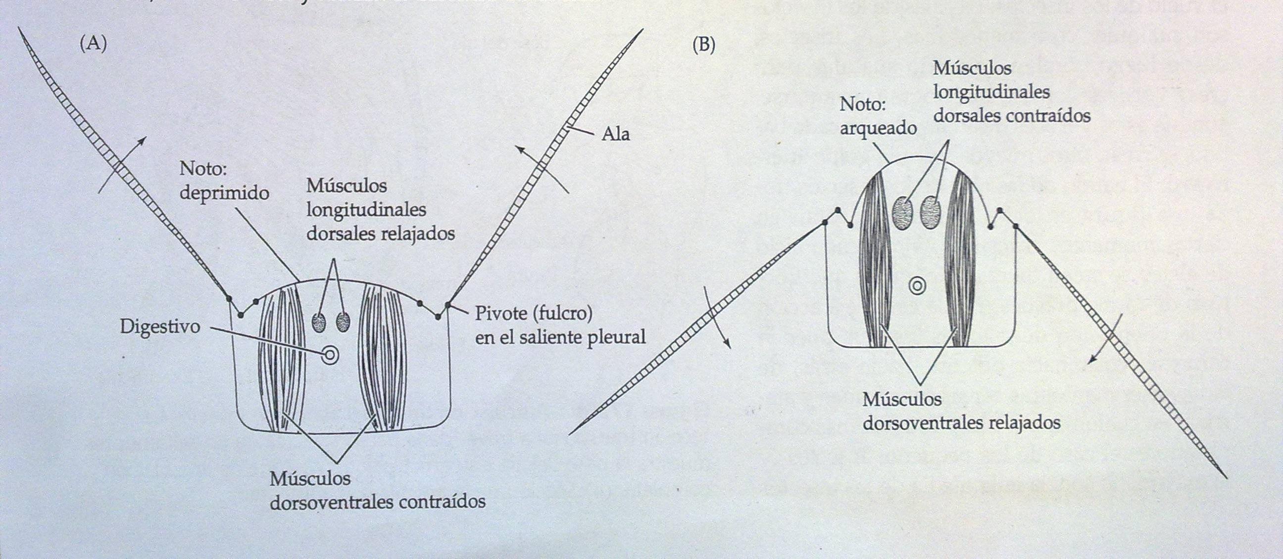 Movimiento alar de insectos como moscas o hemípteros. Solo se muestran dos grupos de músculos.Ref: Invertebrados, Brusca