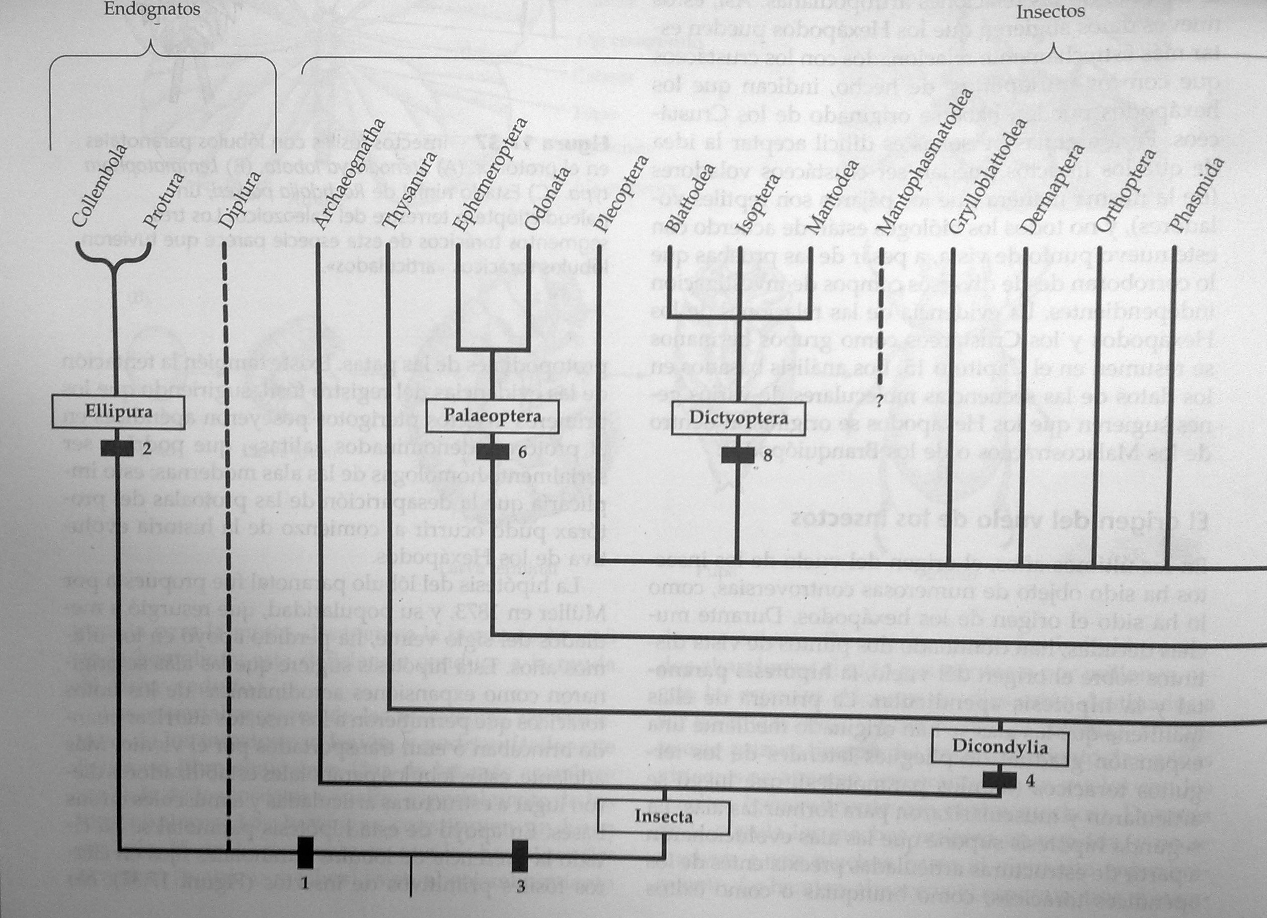 Cladograma hexapodos, continua en anexo 2b