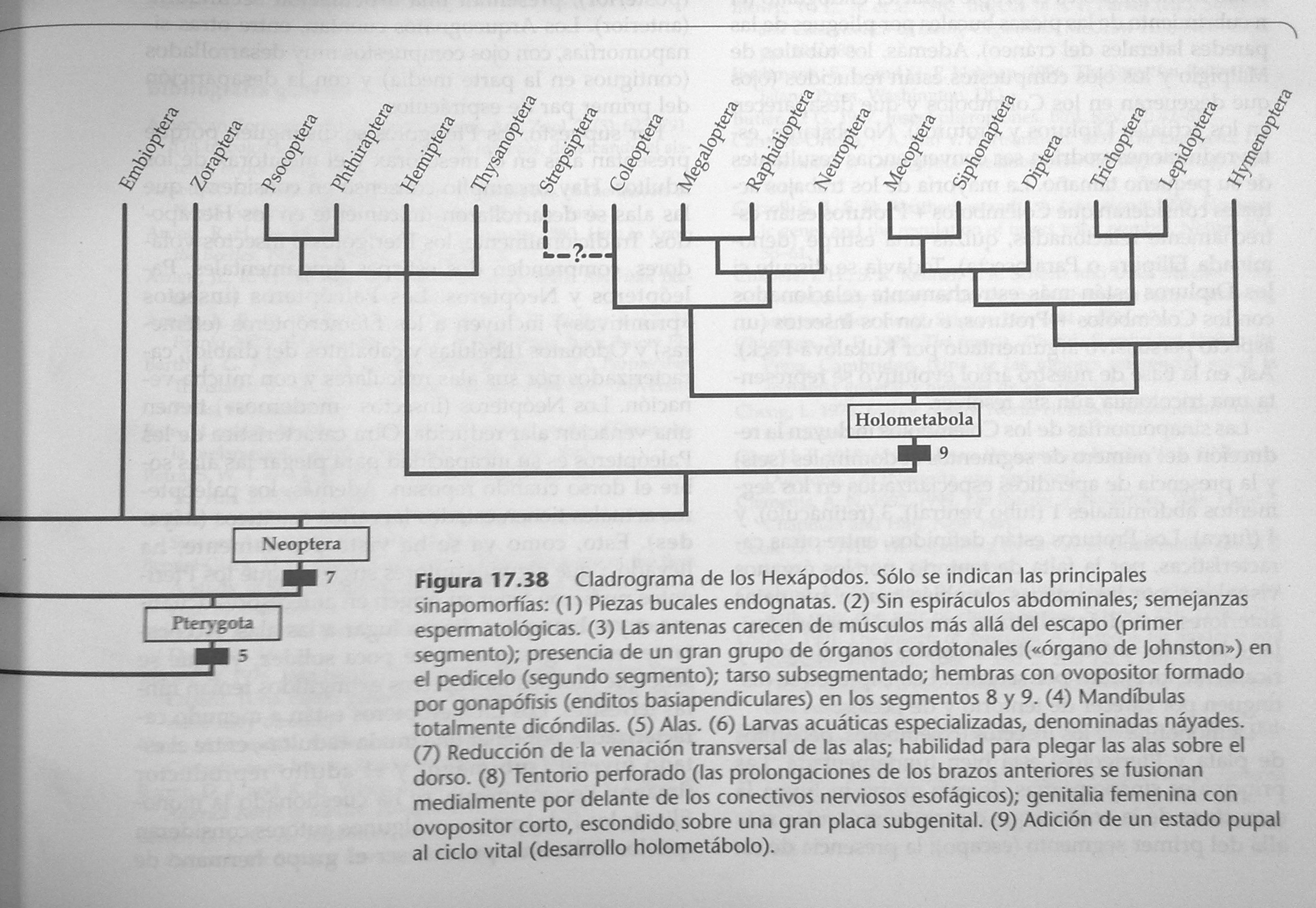 Cladograma Hexápodos. Obsérvese los sucesos evolutivos (5) y (7). Ref: Invertebrados / Richard C. Brusca, Gary J. Brusca