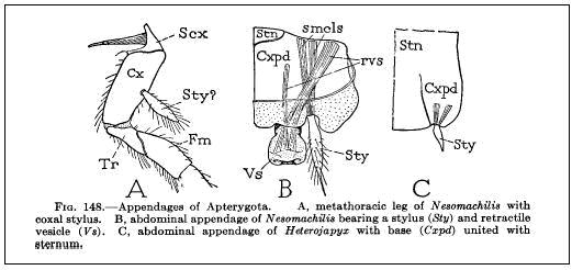 Esquemas de apéndices de insectos apterigotas. Sty: Stylus.Nótese la musculatura que le acompaña.Ref: Cornell University. Department of Entomology