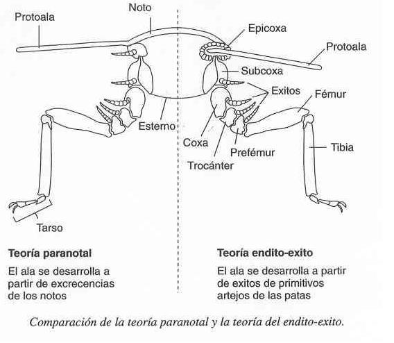 Ref: Material de la asignatura Zoología