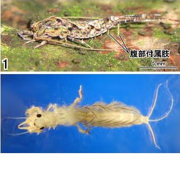 Arriba, apterigota, ejemplar adulto de Pedetontus unimaculatus.El símbolo japonés muestra los stylus del insecto. Ref: Tsukuba Journal of Biology.Abajo, efemeróptero en su etapa larvaria, del género Ephoron. Nótese las branquiassurgiendo a ambos lados del abdomen. Ref: waterbugkey.vcsu.edu