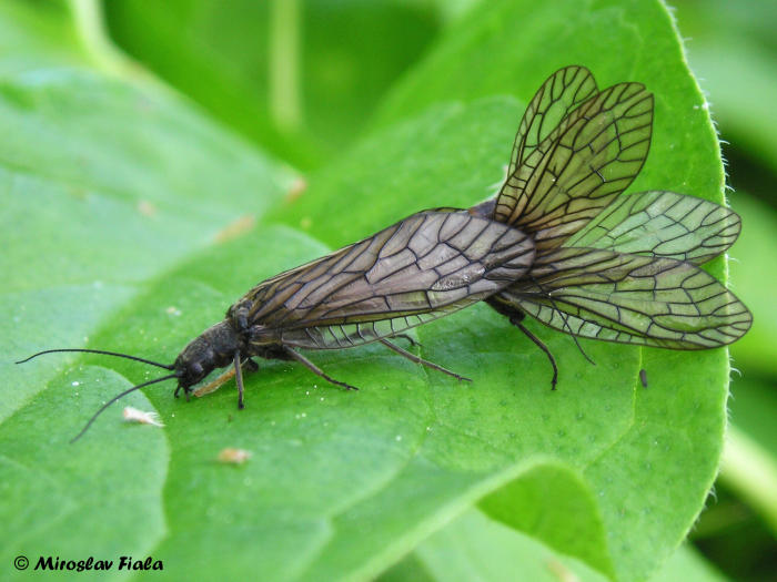 Imagen de cópula de insectos de la familia Sialidae