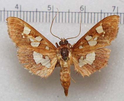 Imagen de Pyralid Moths