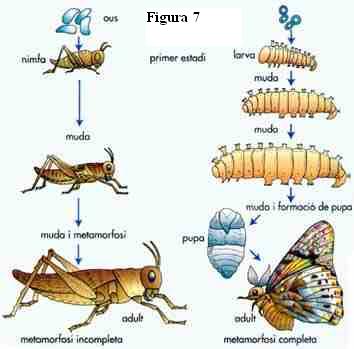 diagrama de exoesqueleto de insectos