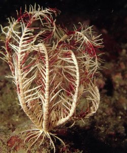 crinoideos.jpg