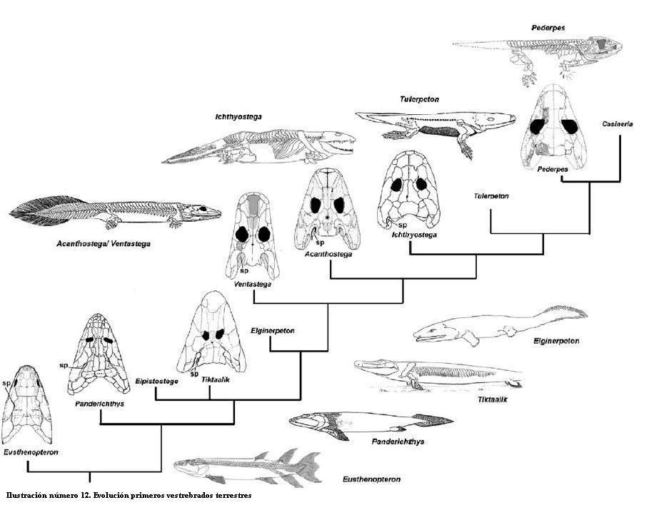 Creneos_cladograma.JPG