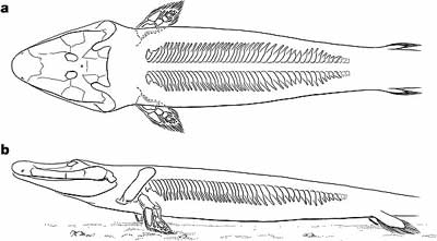 tiktaalik_bones.jpg