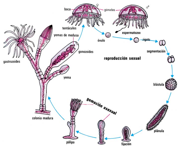 external image ciclovitaldehidrozooario.jpg