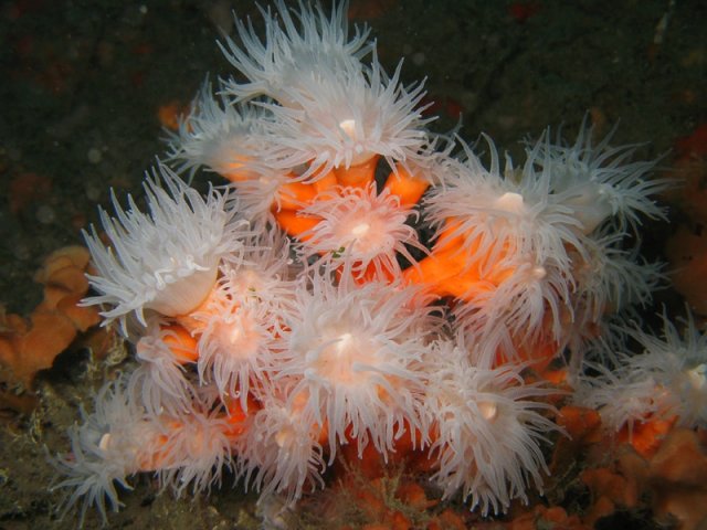 phoca_thumb_l_018_dendrophyllia_ramea.jpg