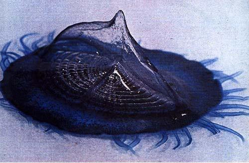 velella_co.jpg