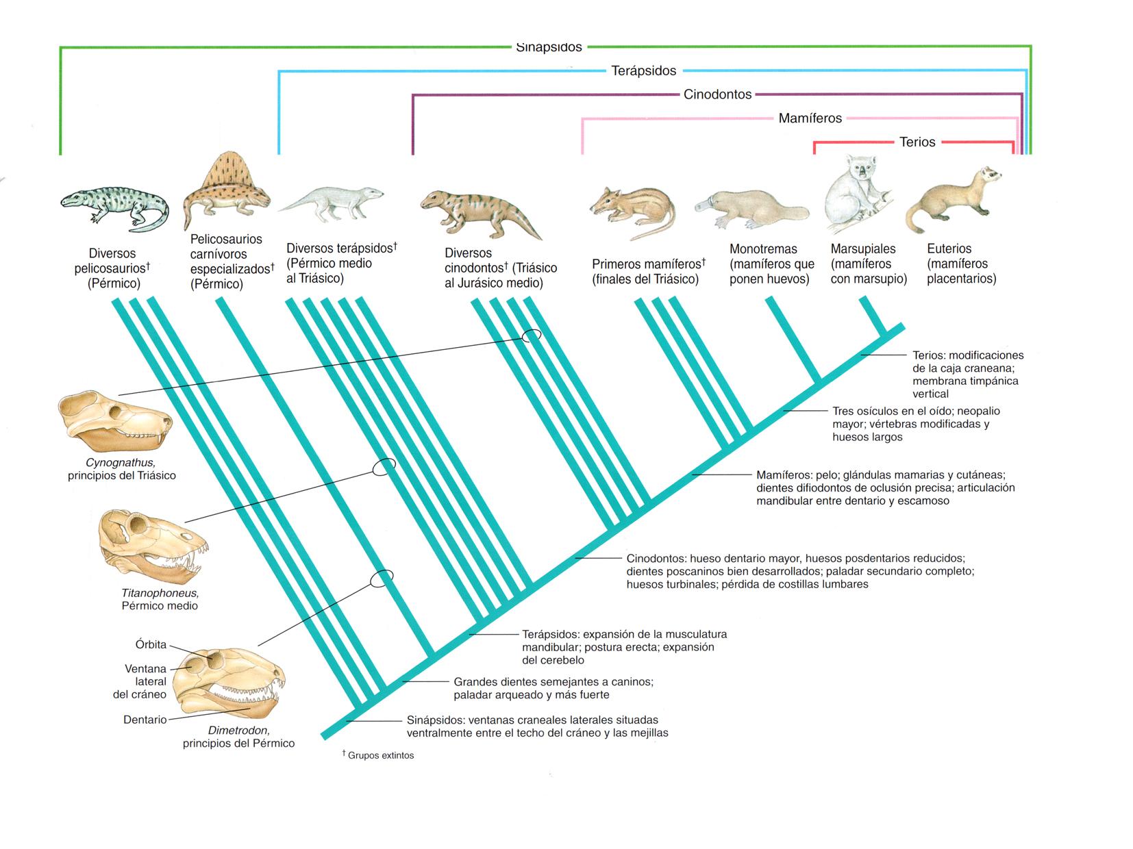 Figura 6. Cladograma de los sinápsidos. En esta figura observamos la evolución de los sinápsidos a partir de sus caracteres más importantes, como es la estructura del cráneo en pelicosaurios. Terápsidos y cinodontodos. Fuente: Hickman.