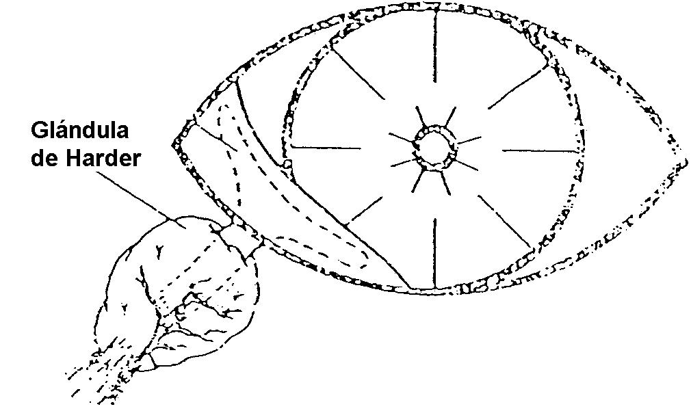 Figura 13. Localización de la glándula de Harder. Fuente: http://www.tesis.ufm.edu.gt/med/68124/tesis.htm