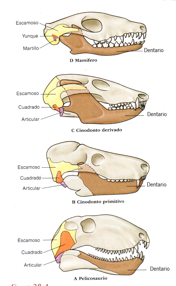 Figura 8. Evolución de la articulación mandibular y de los huesecillos del oído medio. Fuente: Hickman.