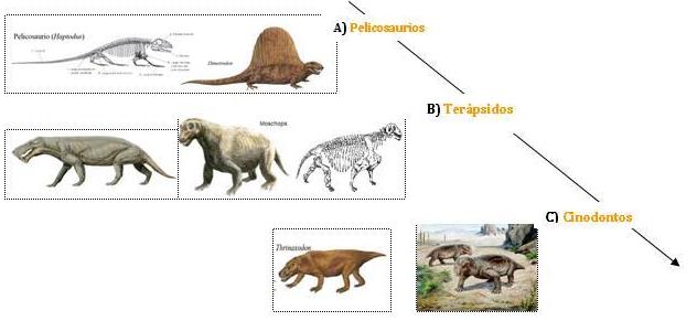 Diversidad_de_los_Sinápsidos.JPG