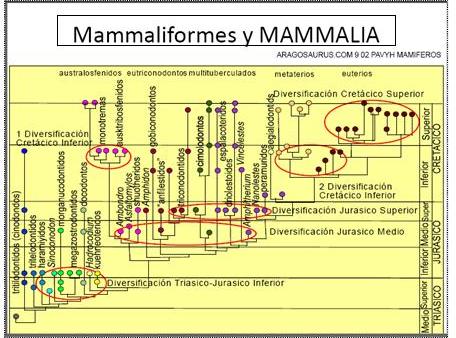 Mamaliformes_y_mamalia.JPG