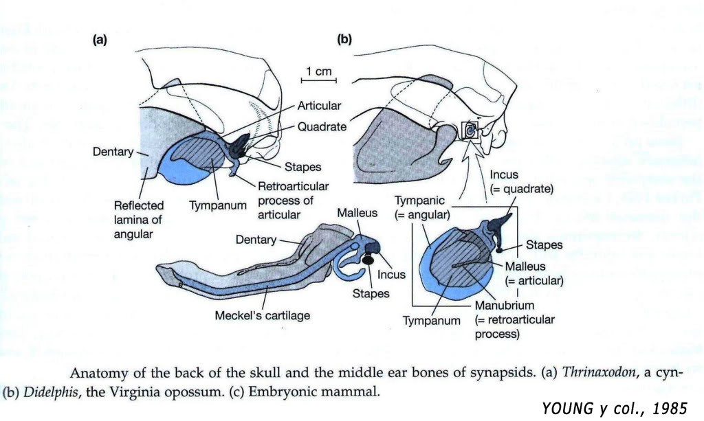 external image Young-mandbula.jpg