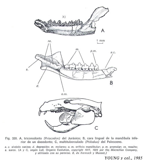 external image Young-multituberculado-1.jpg