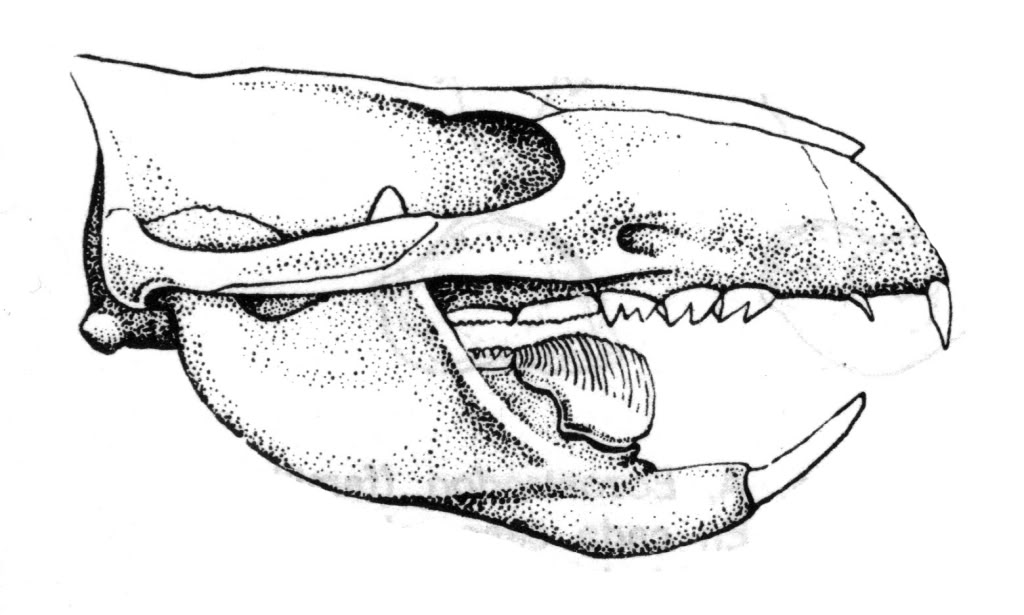 external image craneomultituberculado.jpg