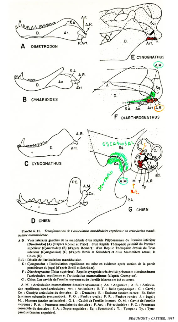 external image dentadura-BEAUMONTyCASSIER1987_2.jpg