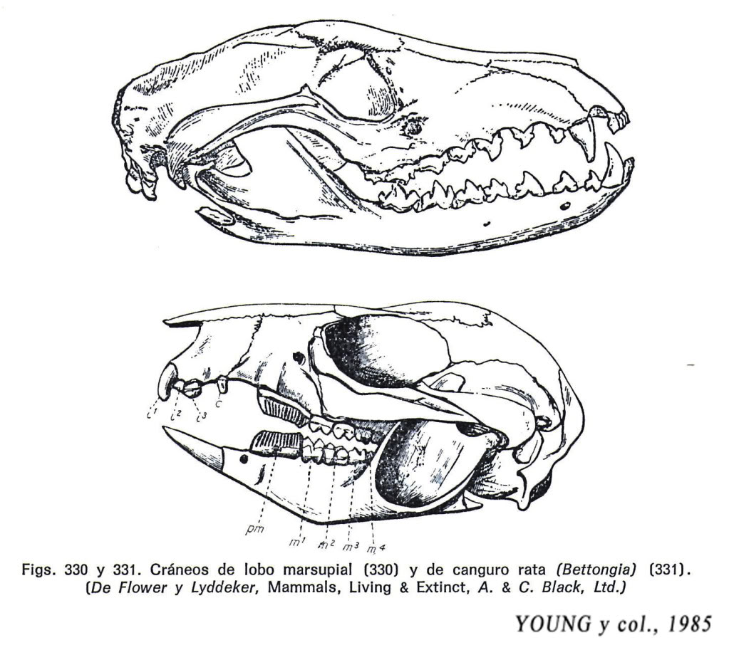 external image fig330y331.jpg