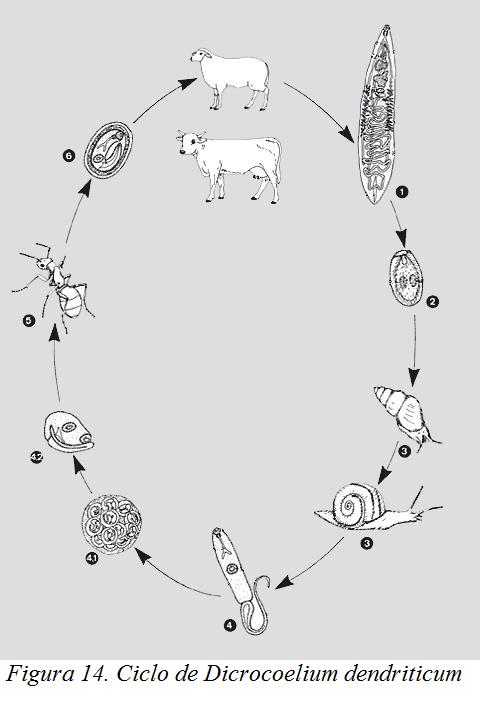 Рисунок цикл развития. Dicrocoelium lanceatum жизненный цикл. Цикл развития ланцетовидного сосальщика.
