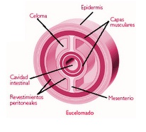 Cavidades del celoma